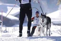 Lenk 2013
